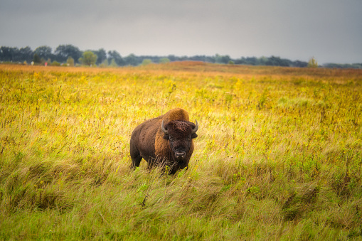 An African Buffalo (Syncerus caffer) seemingly lost in thought