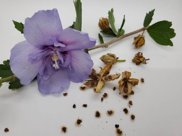 Hardy Hibiscus Rose Of Sharon