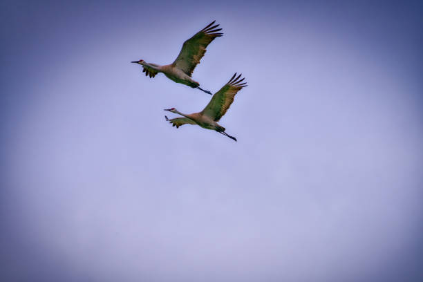 wildlife