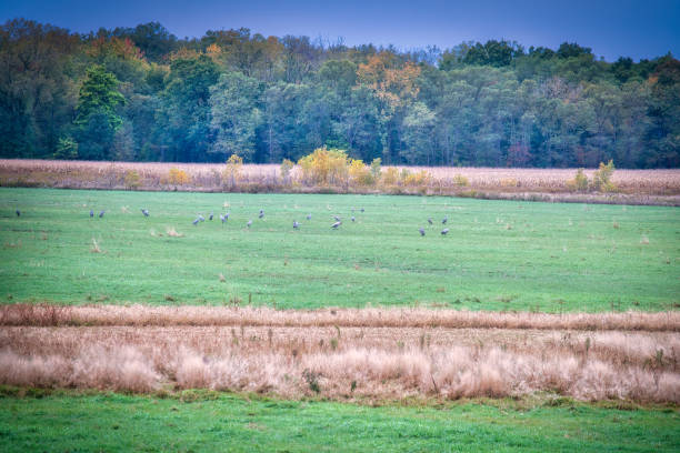 istock Sandhill Cranes Gather in a Field on a Fall Day  1772685399