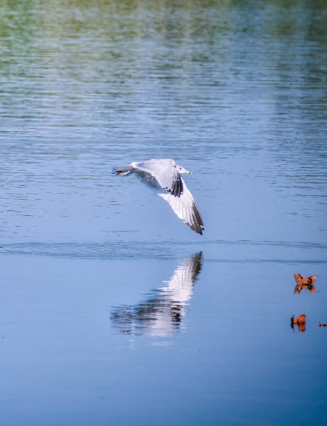 Ring-billed Gull Bird flys just above the blue water with reflection in the water on a summer day