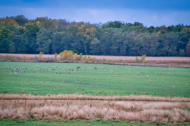 istock Sandhill Cranes Gather in a Field with Deer on a Fall Day  1772685421