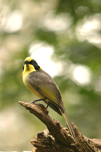 Helmeted Honeyeater Helmeted honeyeater perched alert on a branch. honeyeater stock pictures, royalty-free photos & images