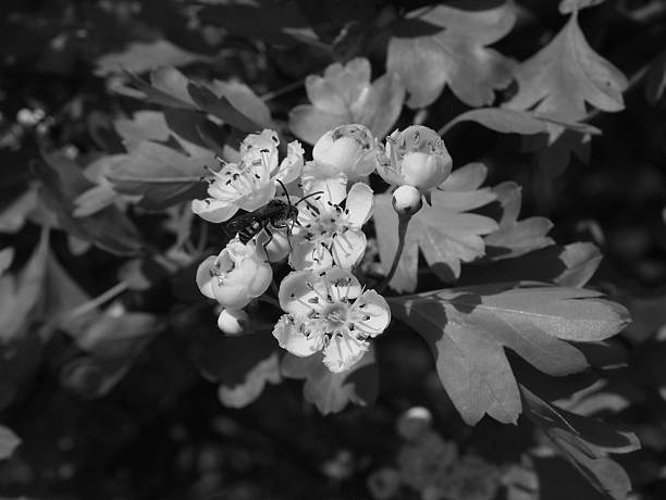 istock wasp on hawthorn flowers 177268769