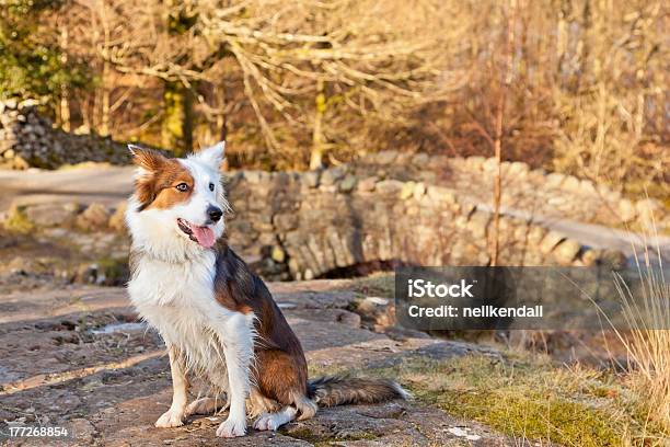 Mans Best Friend Stock Photo - Download Image Now - Agricultural Field, Animal, Ashness Bridge