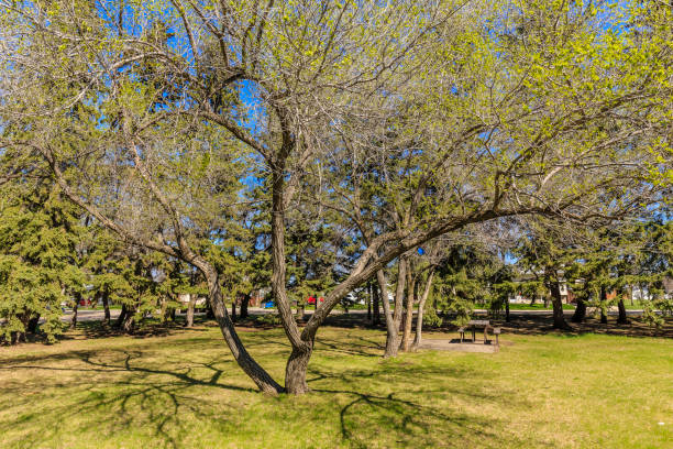 istock C.F.Patterson Park 1772689397