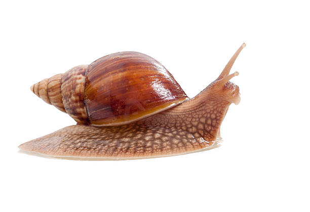 African Land Snail stock photo