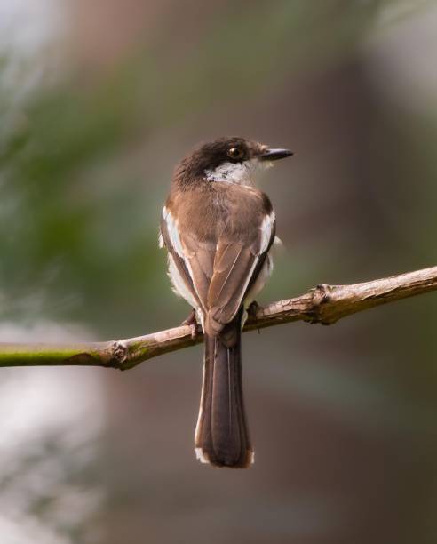 istock a brown and white bird is perched on a twig 1772691723