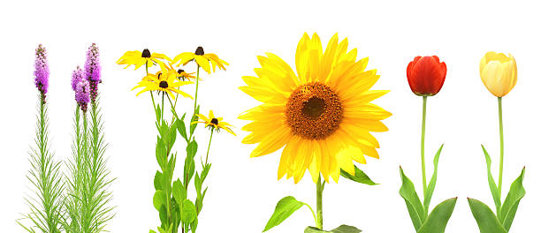 istock Collection of flowers 177269214