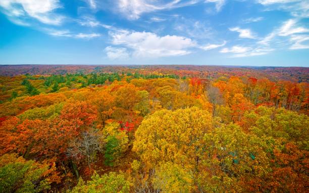 istock Aerial View of Trees Fall Colours 1772692183