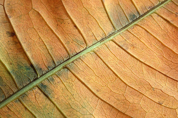 structure of the dry leaf stock photo