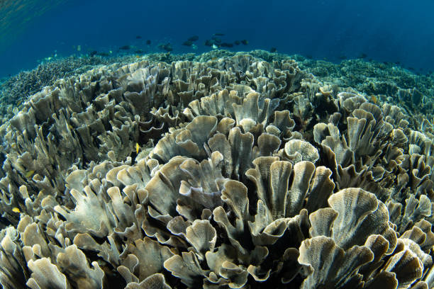 istock Fragile Corals on Shallow Coral Reef 1772694412