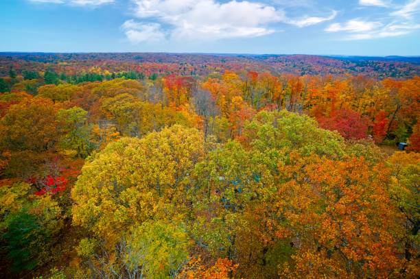 istock Aerial View of Trees Fall Colours 1772694786