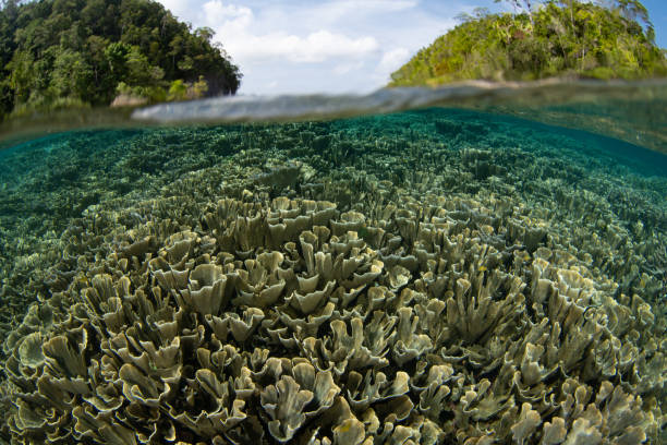 istock Fragile Corals on Shallow Coral Reef 1772694944