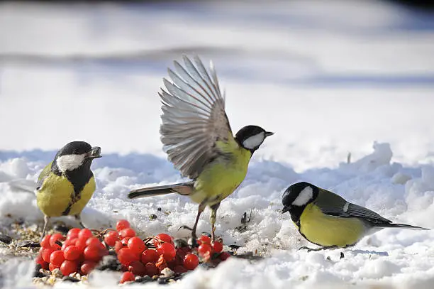 The Great Tit (Parus major) is a passerine bird in the tit family Paridae.