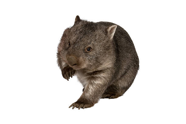 common wombat, vombatus ursinus hirsutus, auf weißem hintergrund. - wombat stock-fotos und bilder