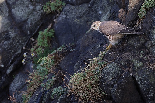 A merlin with prey on the cliff edge