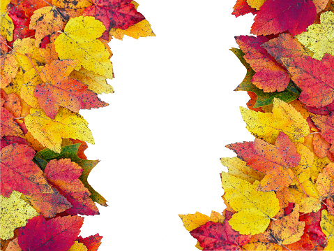 Isolated fall leaves colorful frame background. Green, yellow and red colors. Flat lay, top view.