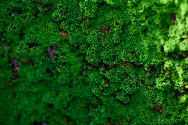istock Green moss grown up cover the wall 1772698187