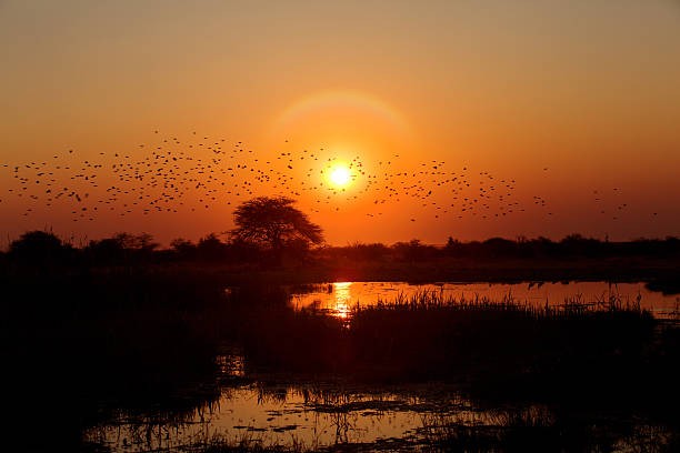 istock beautiful african sunrise reflected on lake 177270060