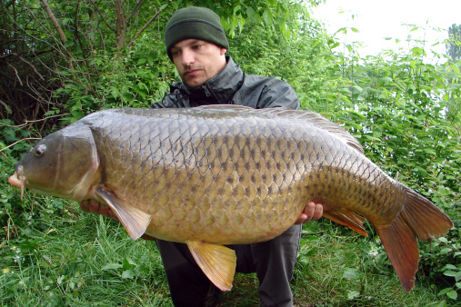 Lucky fisherman holding a giant common carp
