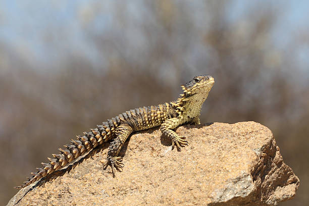 istock Sungazer Lizard, Cordylus giganteus 177270287
