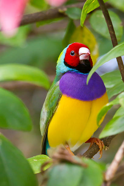 chloebia gouldiae de extinção na selvagem - gouldian finch - fotografias e filmes do acervo