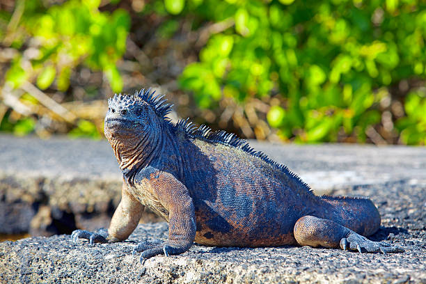 Galapagos marine Iguana Portrait of a Marine Iguana on Galapagos marine iguana stock pictures, royalty-free photos & images