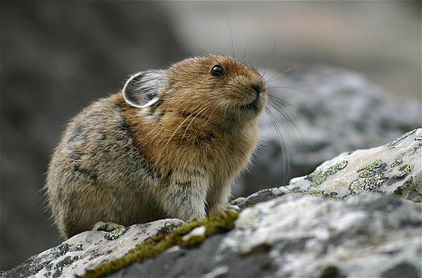 pikas - ochotone photos et images de collection