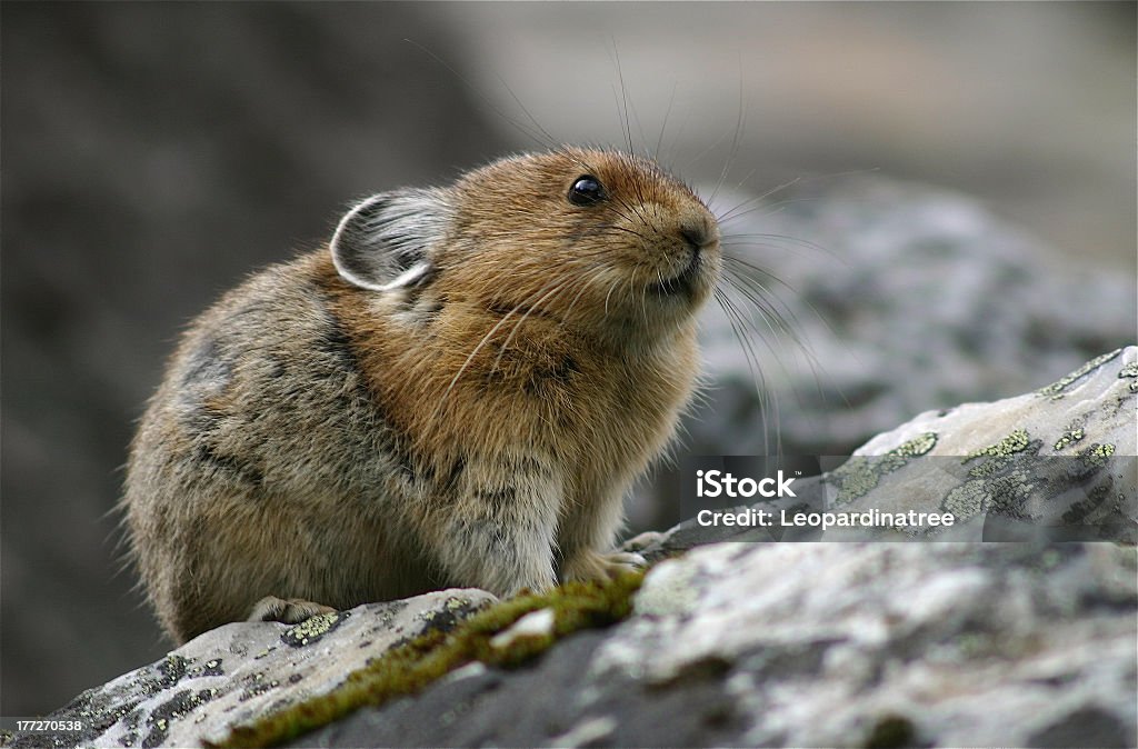 Pikas Stock Photo - Download Image Now - Pika, Canada, Animal - iStock