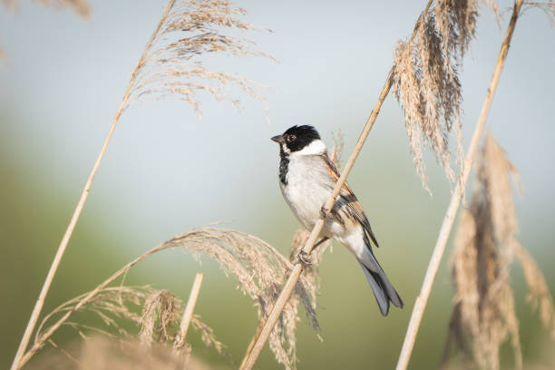 Male reed bunting photo take from the side while sitting on a reed straw