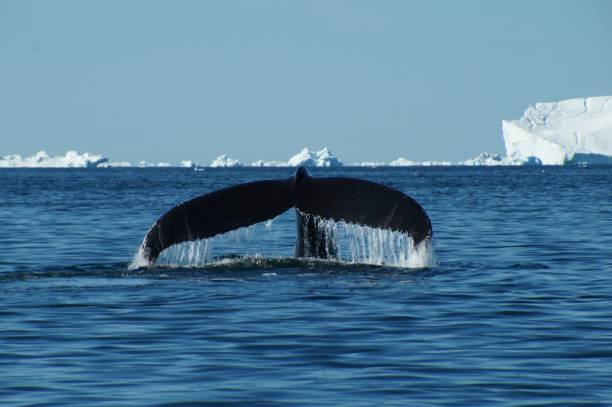 istock The tail of a humpback whale while diving 1772708598