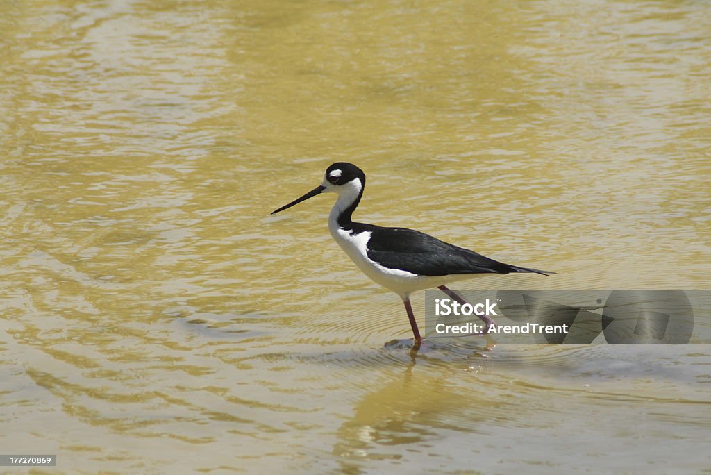 De pescoço preto Sobre Estacas - Royalty-free Animal selvagem Foto de stock