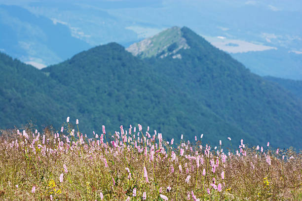 Common bistort (Persicaria bistorta) growing in the mountains.