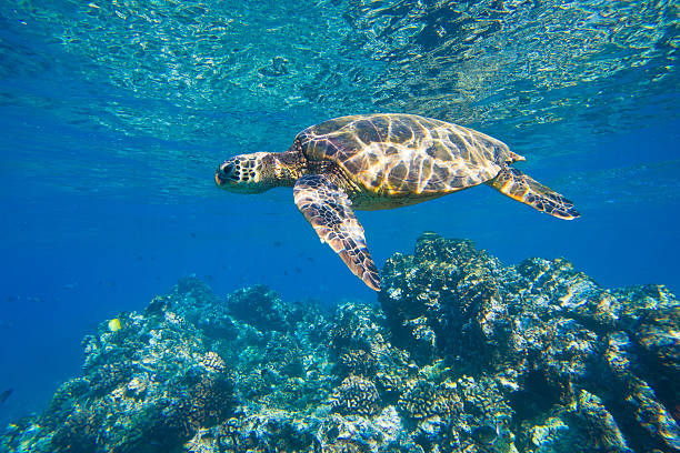 istock Hawaiian Green Sea Turtle Under Water 177271256