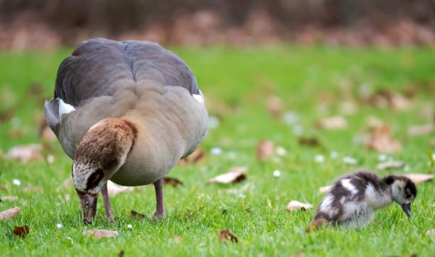 istock Egyptian goose with baby goose 1772714717