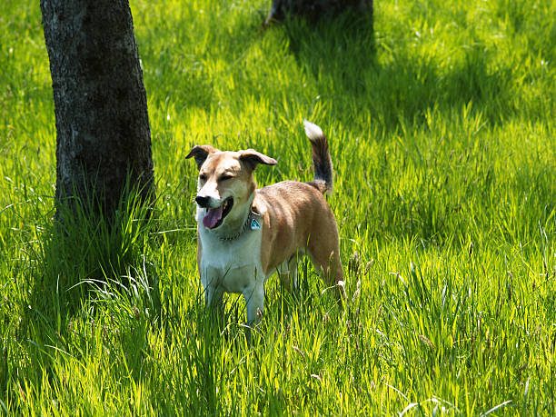 cachorro no prado - hellbraun imagens e fotografias de stock