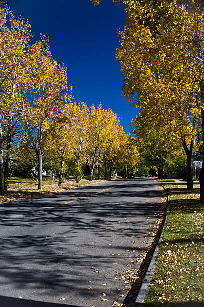 istock Suburban tree lined street in the fall 177271696