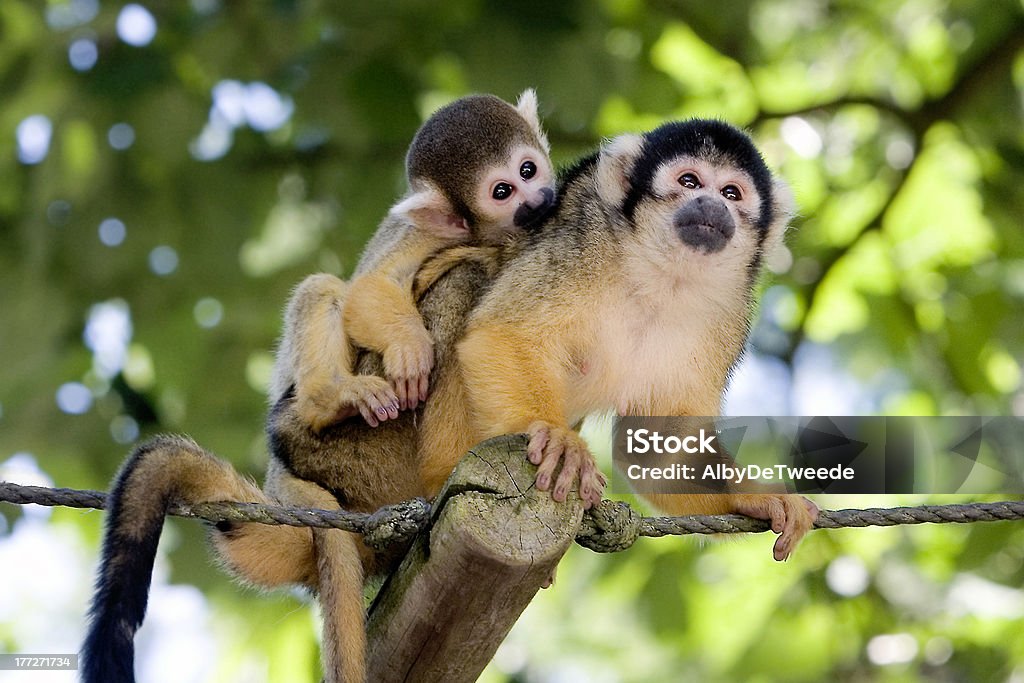 Squirrel monkey (Apenheul, the Netherlands) "Squirrel monkey (Apenheul, the Netherlands)" Apenheul Primate Park Stock Photo