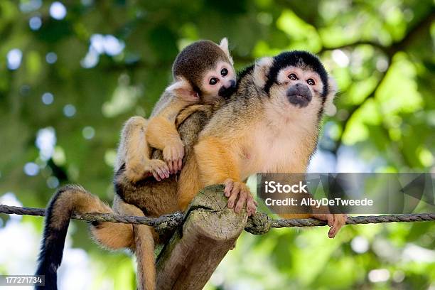 Squirrel Monkey Stock Photo - Download Image Now - Apenheul Primate Park, Animal, Animal Hair