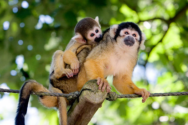 обыкновенная беличья обезьяна (apenheul, нидерланды - apeldoorn стоковые фото и изображения