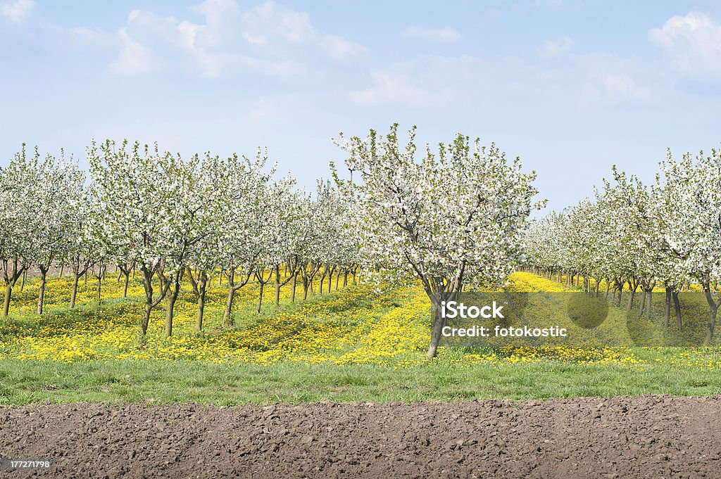 Meleto in primavera - Foto stock royalty-free di Agricoltura