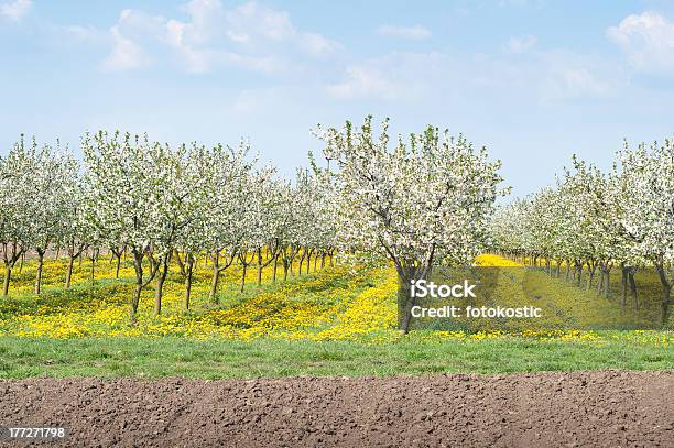 Meleto In Primavera - Fotografie stock e altre immagini di Agricoltura - Agricoltura, Albero, Ambientazione esterna