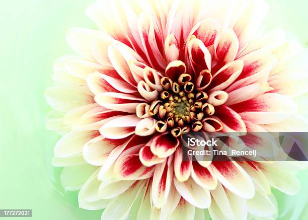 Dahlia Stock Photo - Download Image Now - Backgrounds, Beauty, Beauty In Nature