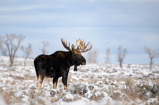 Bull moose in rutting season, Grand Teton National Park on a beautiful day.