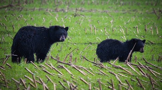 Black Bear eating clover