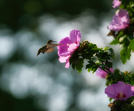 Closeup of Ruby-Throated Female Hummingbird In Flight Towards a Rose of Sharon Hibiscus Flower Tree on a Summer Day