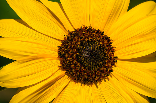 Closeup of a Sunflower on a Summer Day