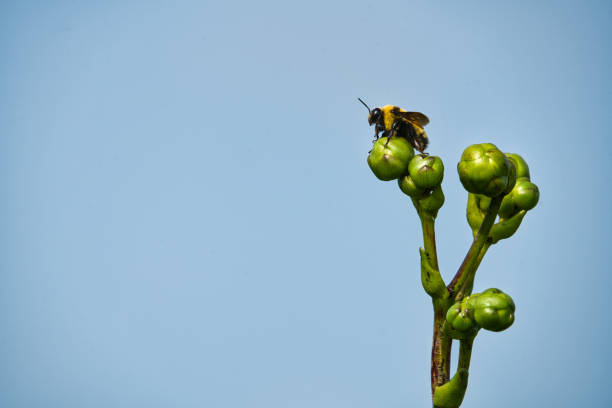 Carpenter Bee on a Wild Prairie Dock Flower Blud with Clear Skys in Background on a Summer Day
