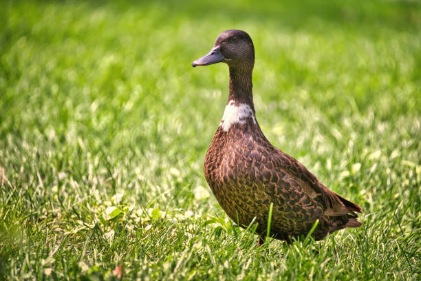 Mallard Duck Female Bird in the Grass on a Summer Day